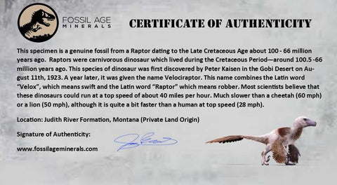 0.9" Raptor Fossil Toe Bone Cretaceous Dinosaur Judith River FM Montana COA, Display - Fossil Age Minerals