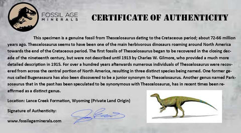 1.4" Thescelosaurus Fossil Vertebrae Bone Cretaceous Dinosaur Lance Creek WY COA - Fossil Age Minerals