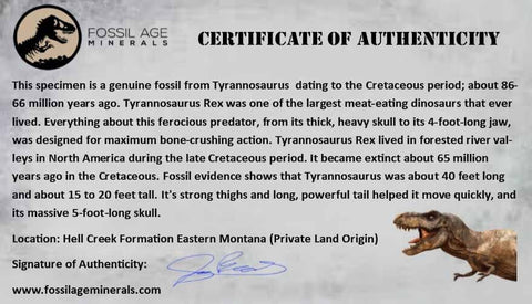 8.6" Tyrannosaurus Rex Fossil Limb Bone Dinosaur Hell Creek FM Montana COA Stand