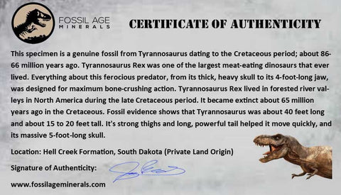 3.9" Tyrannosaurus Rex Fossil Vertebrae Bone Dinosaur Hell Creek South Dakota COA - Fossil Age Minerals