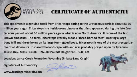 3.4" Rare Triceratops Fossil Imprint Blood Vein In Rock Cretaceous Dinosaur Montana COA - Fossil Age Minerals