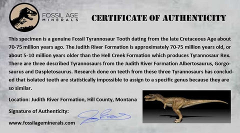 1.4" Tyrannosaur Fossil Premax Tooth Cretaceous Dinosaur Judith River FM MT COA - Fossil Age Minerals