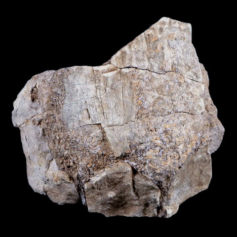 3.4" Stegosaurus Fossil Bone Morrison Formation Wyoming Jurassic Age Dinosaur COA - Fossil Age Minerals