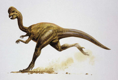 2.7" Oviraptor Fossil Vertebrae Lance Creek FM Wyoming Cretaceous Dinosaur COA - Fossil Age Minerals