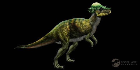 4" Pachycephalosaurus Fossil Rib Bone Cretaceous Dinosaur Lance Creek WY COA - Fossil Age Minerals