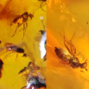 Burmese Insect Amber Unknown Flying Bugs Fossil Cretaceous Bermite Dinosaur Age