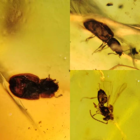 Burmese Insect Amber Beetles, Wasp Bee Fossil Cretaceous Bermite Dinosaur Age - Fossil Age Minerals