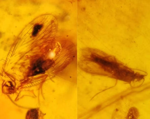 Burmese Insect Amber Lacewing, Caddisfly Bug Fossil Cretaceous Bermite Dinosaur Age - Fossil Age Minerals