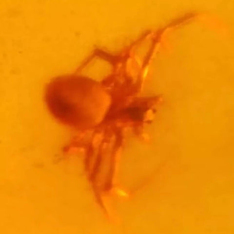 Burmese Insect Amber Arachnida Spider Bug Fossil Cretaceous Bermite Dinosaur Age - Fossil Age Minerals