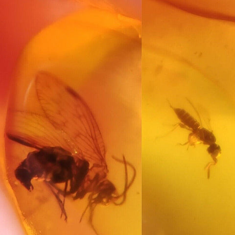 Burmese Insect Amber Hymenoptera Wasp, Lacewing Fossil Cretaceous Dinosaur Age - Fossil Age Minerals