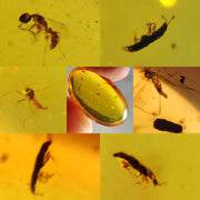 Burmese Insect Amber Beetle, Mosquito fly, Wasp Bugs Fossil Cretaceous Dinosaur Age