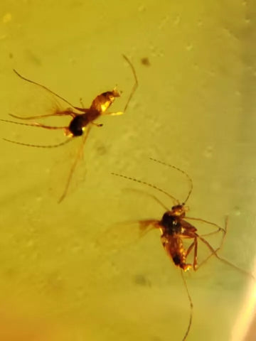 Burmese Insect Amber Diptera Mosquito Flies Bug Fossil Cretaceous Dinosaur Age - Fossil Age Minerals