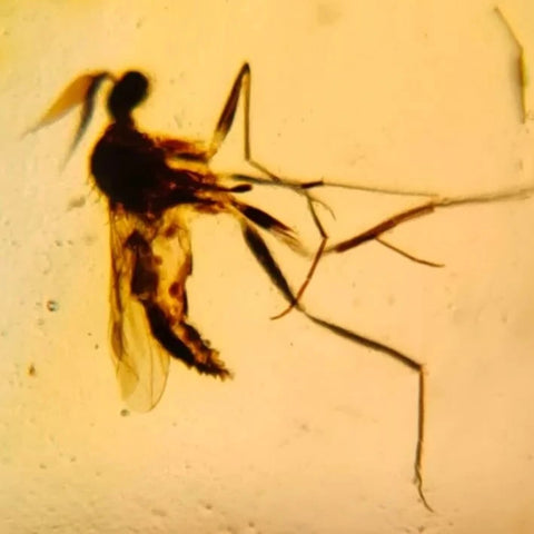 Burmese Insect Amber Diptera Mosquito Fly Fossil Cretaceous Bermite Dinosaur Age - Fossil Age Minerals