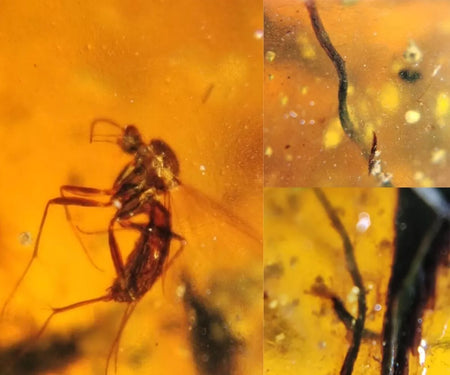 Burmese Insect Amber Diptera Mosquito Fly Fossil Burmite Cretaceous Dinosaur Age