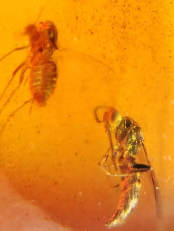 Burmese Insect Amber Wasp Bee, Mosquito Fly Bug Fossil Cretaceous Dinosaur Age