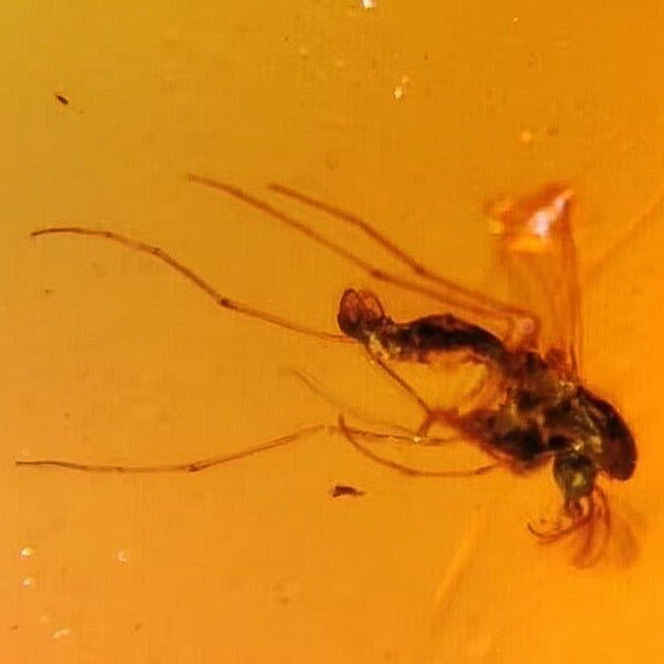 Burmese Insect Amber Diptera Mosquito Fly Fossil Cretaceous Dinosaur Age