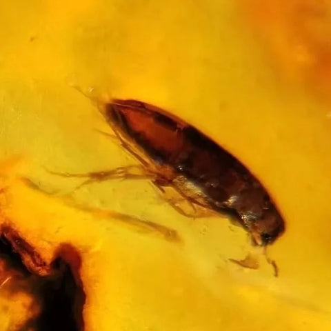 Burmese Insect Amber Coleoptera Beetle Bug Fossil Cretaceous Bermite Dinosaur Age - Fossil Age Minerals