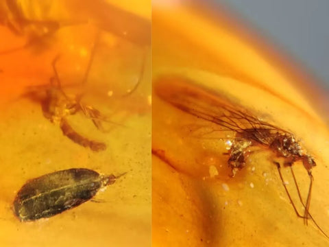 Burmese Insect Amber Scorpion Fly, Mosquito, Beetle Fossil Cretaceous Dinosaur Age - Fossil Age Minerals