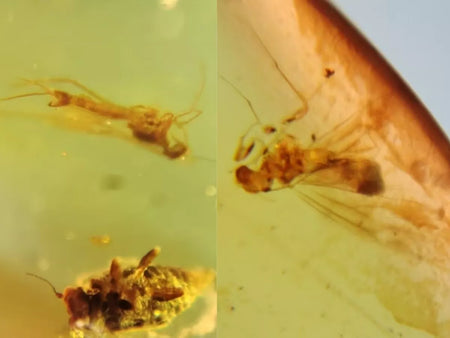 Burmese Insect Amber Silverfish, Beatle And Fly Burmite Fossil Cretaceous Dinosaur Age