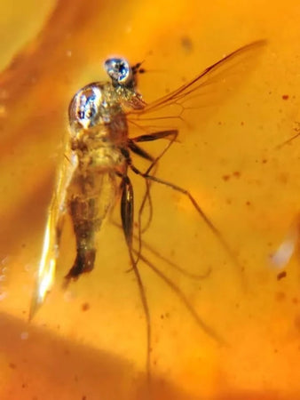 Burmese Insect Amber Unknown Flying Bug Fossil Burmite Cretaceous Dinosaur Age