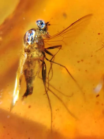 Burmese Insect Amber Unknown Flying Bug Fossil Burmite Cretaceous Dinosaur Age - Fossil Age Minerals