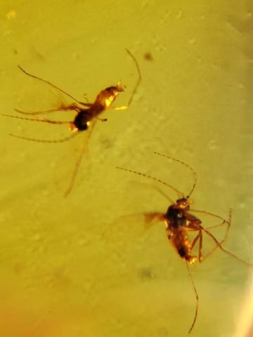 Burmese Insect Amber Diptera Mosquito Flies Bug Fossil Cretaceous Dinosaur Age - Fossil Age Minerals