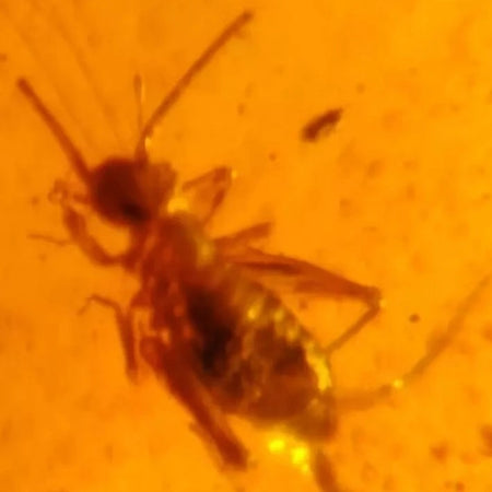 Burmese Insect Amber Cricket Larva Bug Fossil Cretaceous Bermite Dinosaur Age
