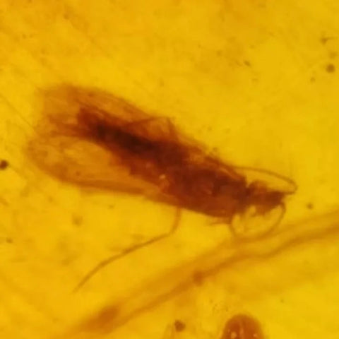 Burmese Insect Amber Lacewing, Caddisfly Bug Fossil Cretaceous Bermite Dinosaur Age - Fossil Age Minerals