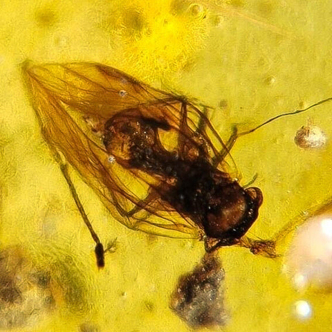 Burmese Insect Amber Diptera Flying Bug Fossil Cretaceous Burmite Dinosaur Age - Fossil Age Minerals