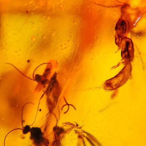 Burmese Insect Amber Uncommon Unknown Bugs Fossil Cretaceous Dinosaur Age - Fossil Age Minerals