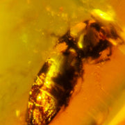 Burmese Insect Amber Coleoptera Beetle Burmite Fossil Cretaceous Dinosaur Era