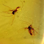 Burmese Insect Amber Diptera Mosquito Flies Bug Fossil Cretaceous Dinosaur Age