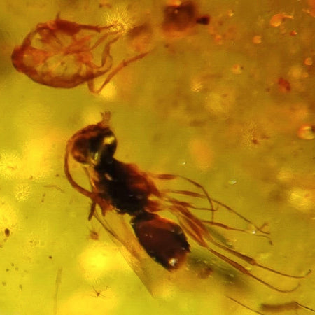 Burmese Insect Amber Hymenoptera Wasp, Unknown Bug Fossil Cretaceous Dinosaur Age