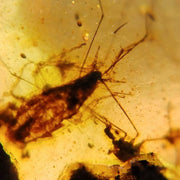 Burmese Insect Amber Roach And Unknown Flying Bug Fossil Cretaceous Dinosaur Age