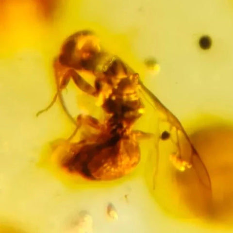 Burmese Insect Amber Roach Wasp Bee Fossil Burmite Cretaceous Dinosaur Age - Fossil Age Minerals