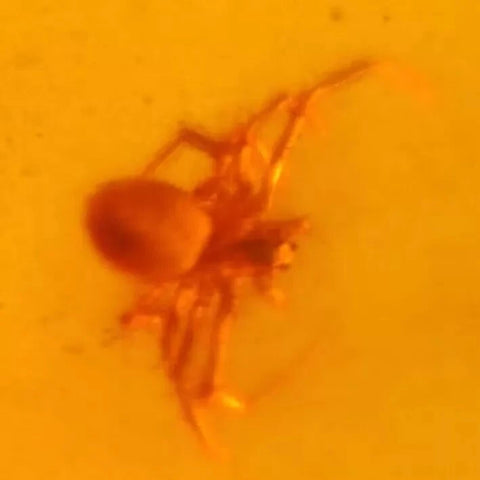 Burmese Insect Amber Arachnida Spider Bug Fossil Cretaceous Bermite Dinosaur Age - Fossil Age Minerals