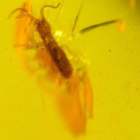 Burmese Insect Amber Mosquito Fly, Unknown Bug Fossil Cretaceous Dinosaur Era - Fossil Age Minerals
