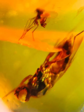 Burmese Insect Amber Unknown Flying Bugs Burmite Fossil Cretaceous Dinosaur Age