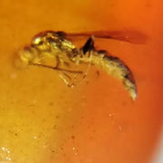 Burmese Insect Amber Wasp Bee, Mosquito Fly Bug Fossil Cretaceous Dinosaur Age