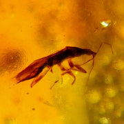 Burmese Insect Amber Heteroptera Stink Bug Fossil Bermite Cretaceous Dinosaur Era