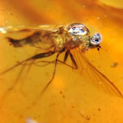 Burmese Insect Amber Unknown Flying Bug Fossil Burmite Cretaceous Dinosaur Age - Fossil Age Minerals