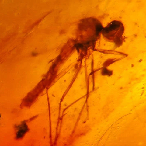 Burmese Insect Amber Mosquito Fly Bug Fossil Bermite Cretaceous Dinosaur Era - Fossil Age Minerals