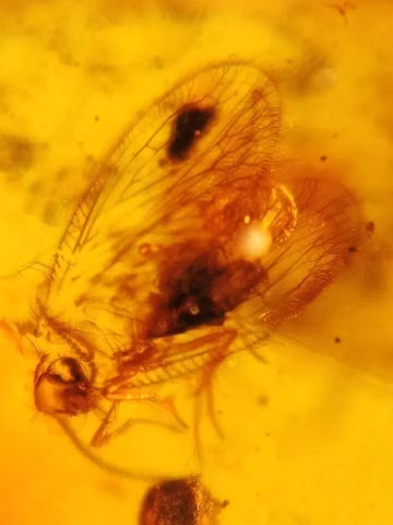 Burmese Insect Amber Lacewing, Caddisfly Bug Fossil Cretaceous Bermite Dinosaur Age - Fossil Age Minerals