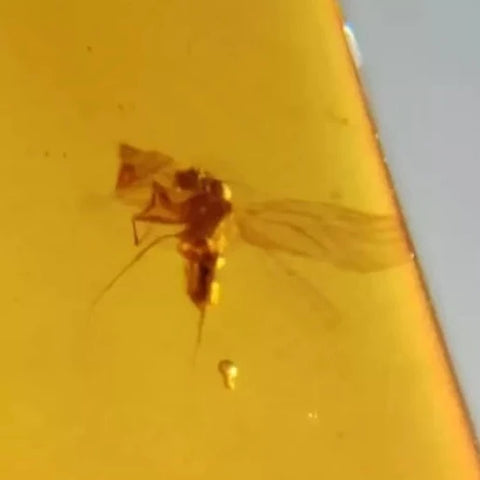 Burmese Insect Amber Unknown Flying Bugs Fossil Cretaceous Bermite Dinosaur Age - Fossil Age Minerals