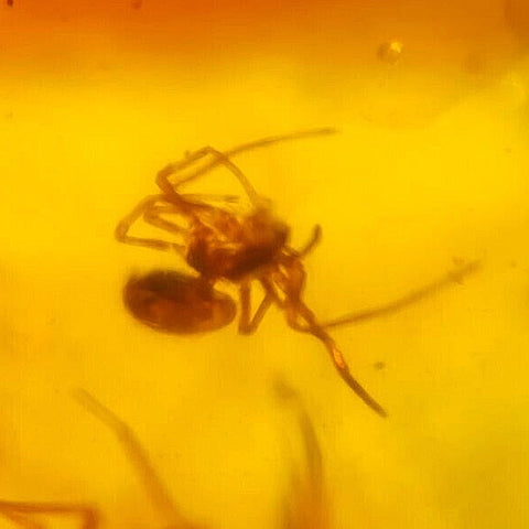 Burmese Insect Amber Arachnida Spider, Unknown Fly Fossil Cretaceous Dinosaur Age - Fossil Age Minerals