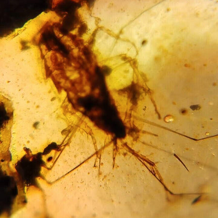 Burmese Insect Amber Roach And Unknown Flying Bug Fossil Cretaceous Dinosaur Age