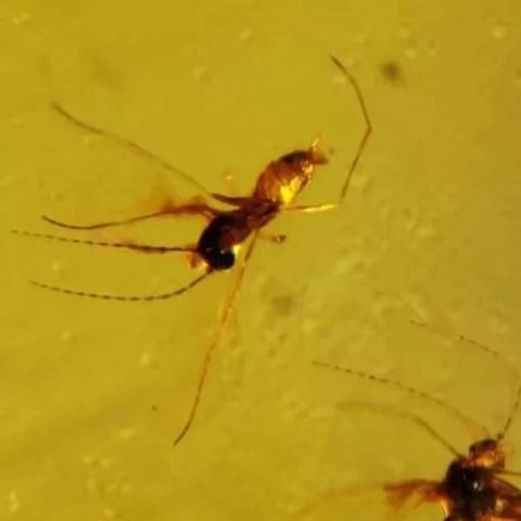 Burmese Insect Amber Diptera Mosquito Flies Bug Fossil Cretaceous Dinosaur Age - Fossil Age Minerals