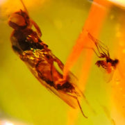 Burmese Insect Amber Unknown Flying Bugs Burmite Fossil Cretaceous Dinosaur Age