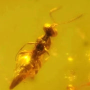 Burmese Insect Amber Hymenoptera Wasp Bee Fossil Cretaceous Dinosaur Age