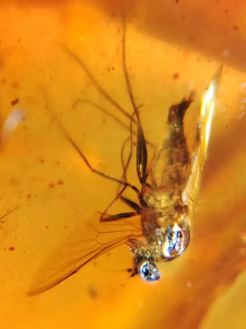 Burmese Insect Amber Unknown Flying Bug Fossil Burmite Cretaceous Dinosaur Age - Fossil Age Minerals